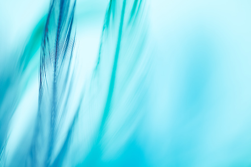 Colorful feathers background. Shallow DOF