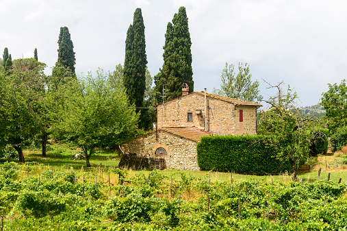 Landscape in Chianti (Florence, Tuscany, Italy) with vineyards and olive trees at summer