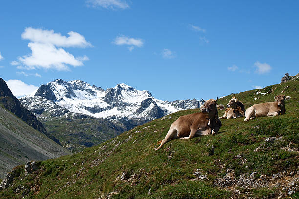 suiza, las vacas en las montañas - silberhorn fotografías e imágenes de stock