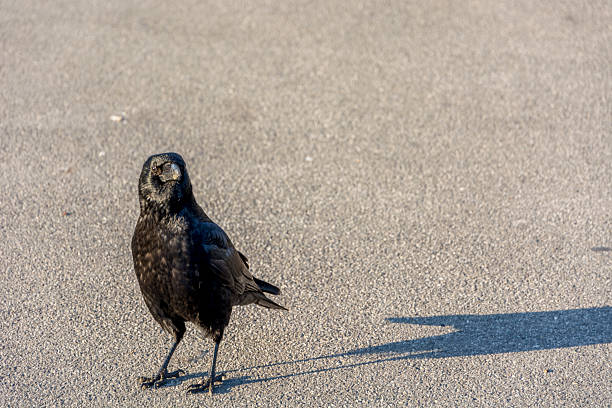 istock Curious crow in Lausanne, Switserland 466003248