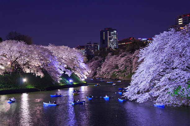 istock Cherry blossoms in Tokyo, Japan 466003330