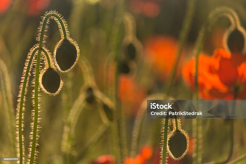 detail of wild poppy buds 2015 Stock Photo