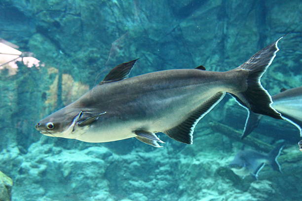 istock Mekong Giant Catfish from the side 466004437