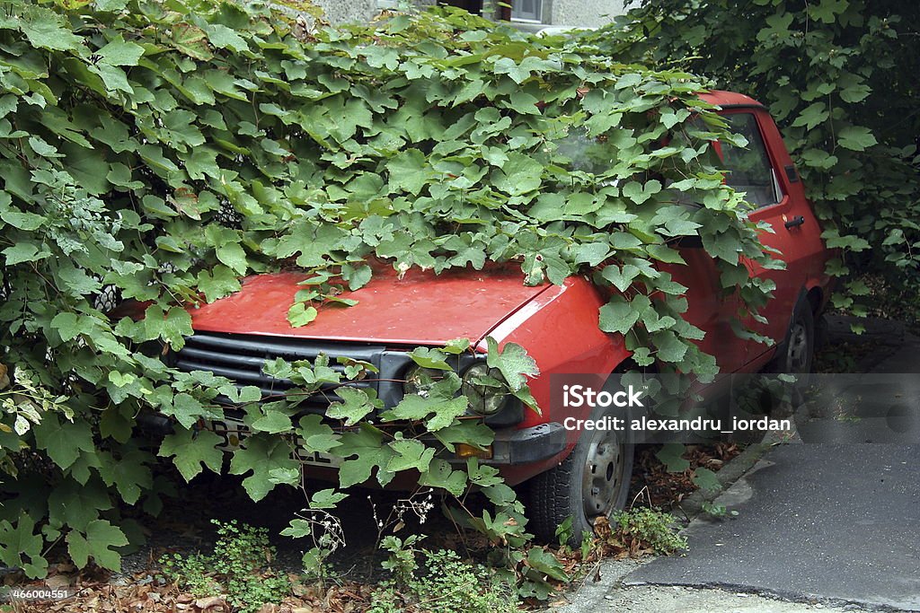 old car old red romanian car (Dacia) covered by plants in Bucharest Car Stock Photo