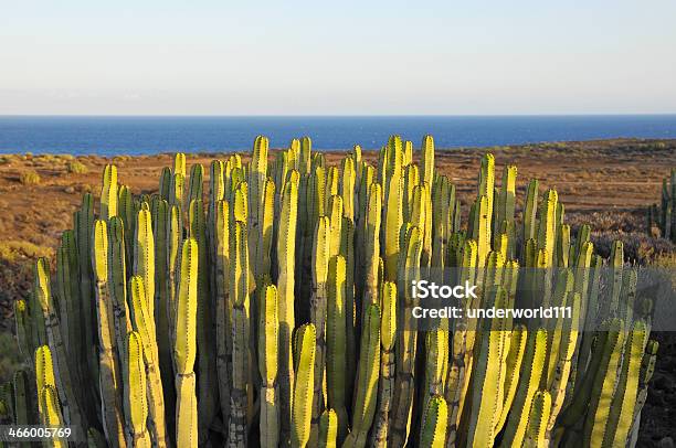 多肉植物サボテンに砂漠の乾燥 - オコティロサボテンのストックフォトや画像を多数ご用意 - オコティロサボテン, サボテン, スペイン