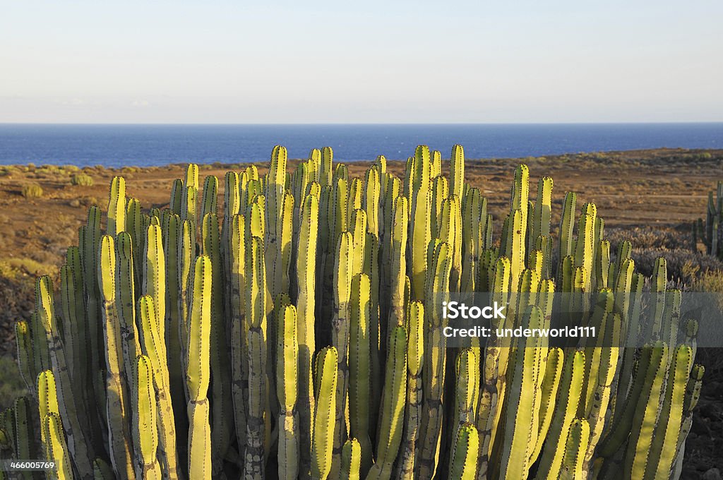 Suculenta Cactus do deserto seco - Foto de stock de Cacto royalty-free