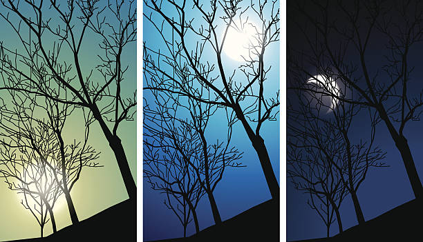piękno natury - bare tree winter sunlight backgrounds stock illustrations