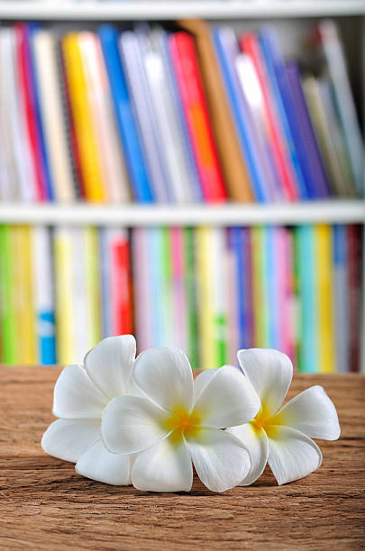 plumeria flores brancas na mesa de madeira - fotografia de stock