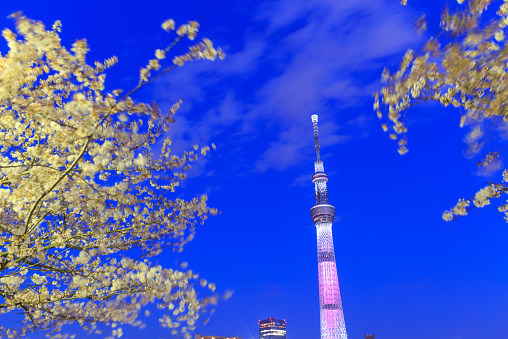 Cherry blossoms, and in background can be seen the Tokyo Skytree. It is a broadcasting, restaurant, and observation tower in Sumida city, Tokyo, Japan.