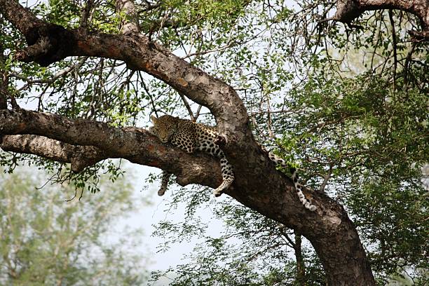 leopard im baum nationalpark-südafrika im krüger - leopard kruger national park south africa africa fotografías e imágenes de stock