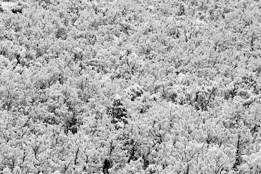 Snow covered plants