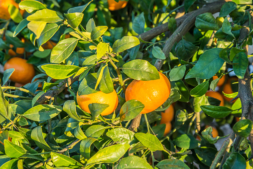 Tangerine Tree. Ripe and fresh tangerines with leaves on tree a