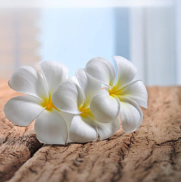 plumeria flores na madeira branca - fotografia de stock