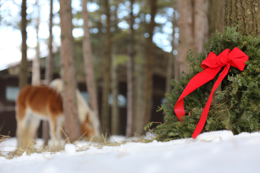 A wooded acre is a peaceful place to be, with a Christmas wreath leaning up against a tree while a horse eats hay in the background.