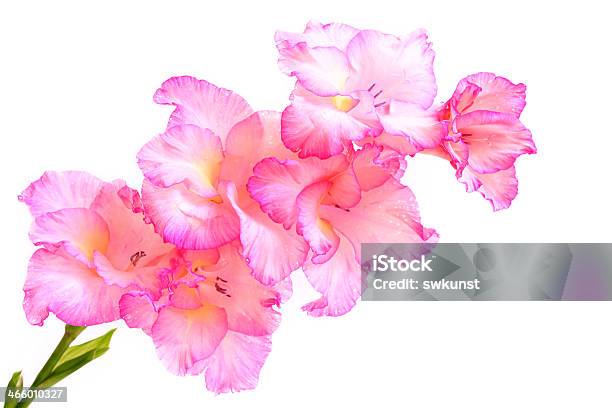 핑크 글라디올러스 꽃 0명에 대한 스톡 사진 및 기타 이미지 - 0명, 글라디올러스, 꽃 한송이