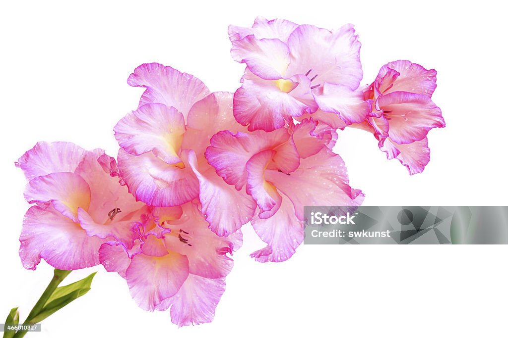 Gladíolo flores cor-de-rosa. - Foto de stock de Cartão de Aniversário royalty-free