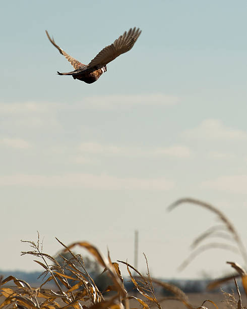 escapar ao faisão - pheasant hunting bird gamebird - fotografias e filmes do acervo