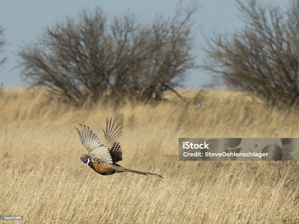 Flying Pheasant A Rooster pheasant flying low over the prairie grass Pheasant - Bird Stock Photo