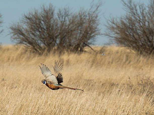 Flying Pheasant stock photo