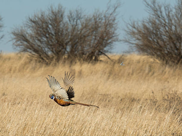 летающий pheasant - pheasant hunter стоковые фото и изображения