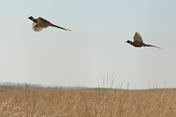 wild fasane - pheasant hunter stock-fotos und bilder