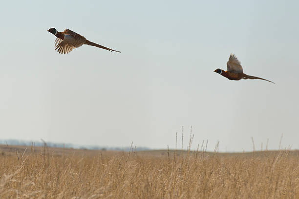 Wild Pheasants stock photo