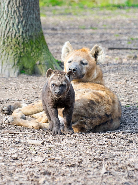 istock Spotted hyena (Crocuta crocuta) baby 466011802