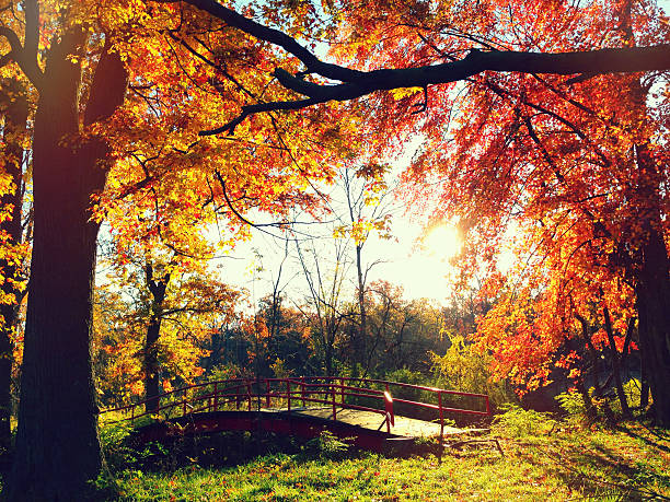 istock Golden Sunrise At The Park 466011820