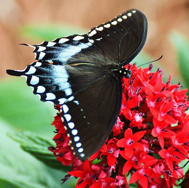 istock Red-spotted Purple Butterfly 466012056