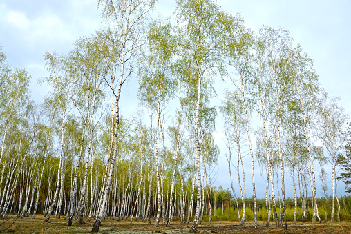Birch forest in spring.