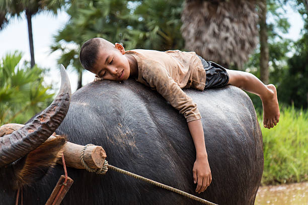 istock Thailand kid farmer sleeping happily on the back buffalo 466012560