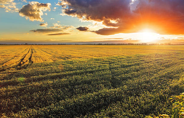istock Field with gold ears of wheat in sunset 466012710