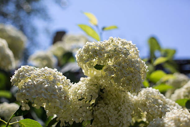 fleuri de fleurs d'hortensia - hydrangea gardening blue ornamental garden photos et images de collection