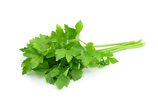 la coriandre branche isolé sur blanc - parsley cilantro herb freshness photos et images de collection