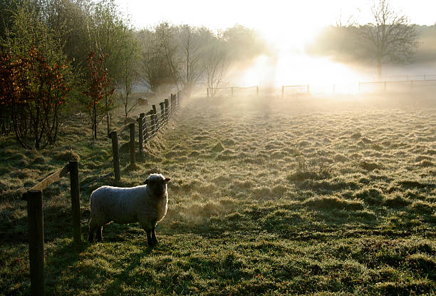 istock Sheep in the morning dew 466014148
