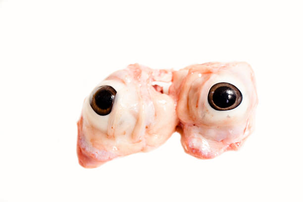 A person holds an eyeball in their hand.