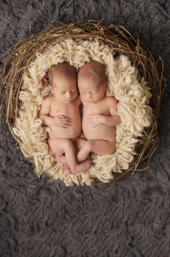 An aerial view of newborn twins sleeping in a nest.