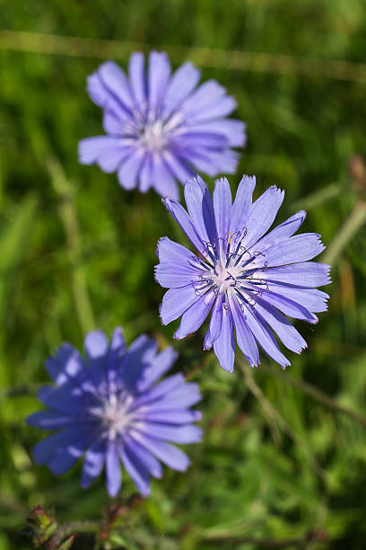 zichorien - uncultivated flower chicory cornflower - fotografias e filmes do acervo