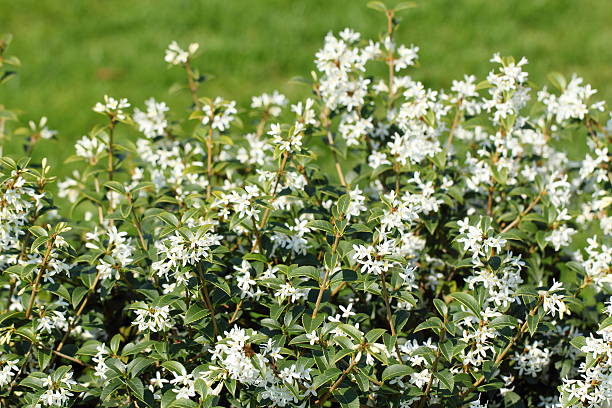 istock Osmanthus X Burkwoodii 466020501