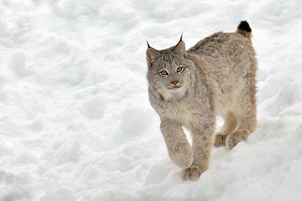 young lynx stock photo