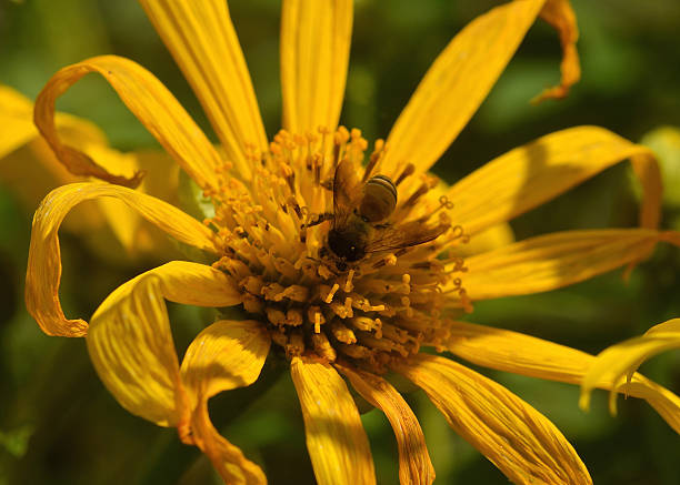 пчела занятых пить нектар - goldie стоковые фото и изображения