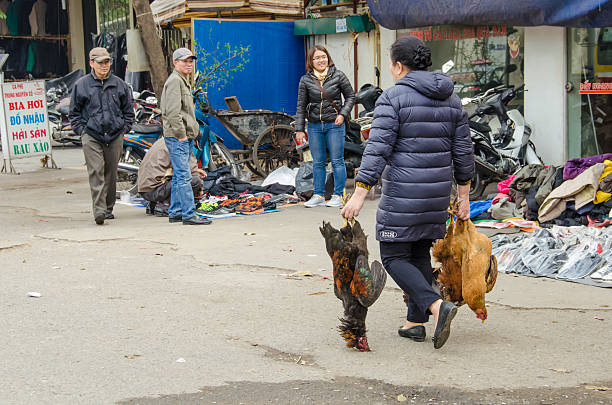 femme transporte les coqs acheté dans un marché en plein air - vietnam market asia bird photos et images de collection