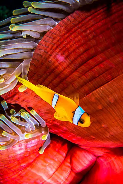 An Anemone fish in Egypt