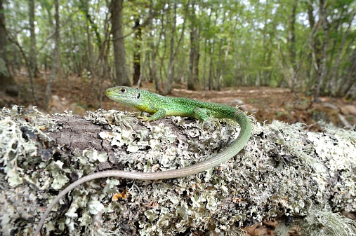 Green lizard in the woods