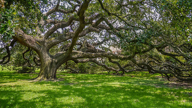 Oak Tree Oak tree in southern Louisiana baton rouge stock pictures, royalty-free photos & images