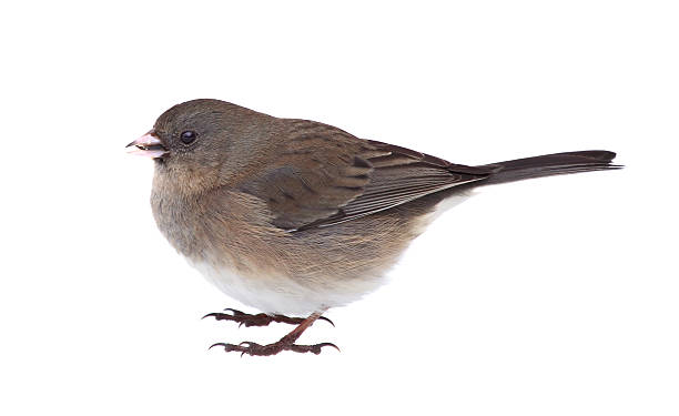 istock Dark-eyed Junco, Junco hyemalis, Isolated 466025653
