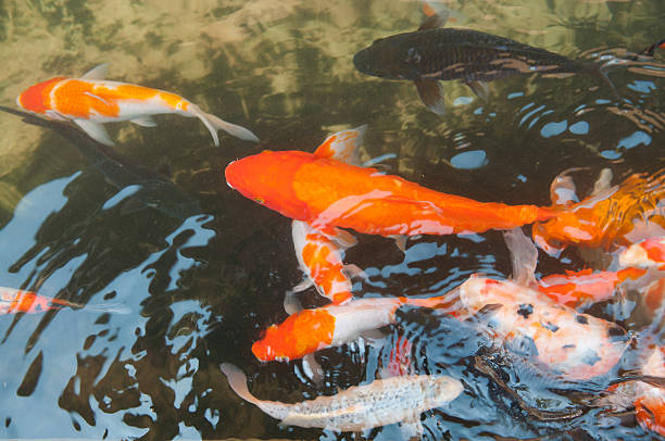 istock Koi or carp chinese fish in water 466025707