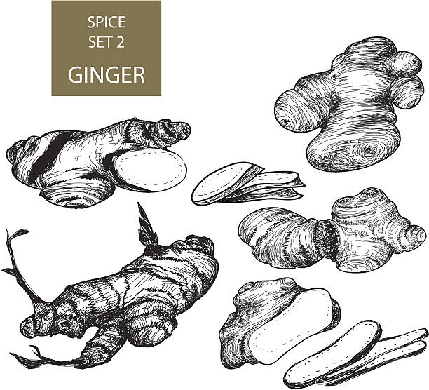 ginger - ginger spice chinese medicine freshness stock-grafiken, -clipart, -cartoons und -symbole