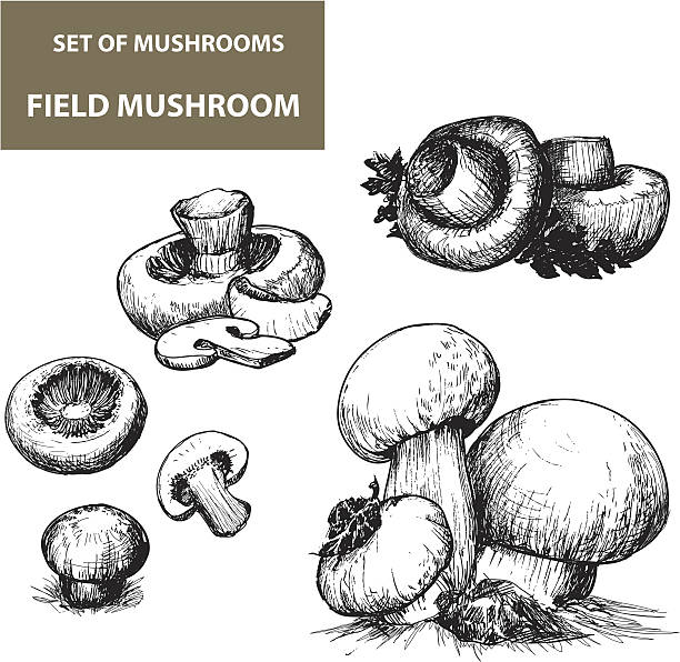 マッシュルーム - edible mushroom food fungus isolated点のイラスト素材／クリップアート素材／マンガ素材／アイコン素材