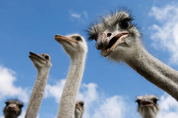 avestruces mirando hacia abajo a la cámara - avestruz fotografías e imágenes de stock